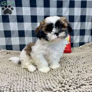 Martin, Shih Tzu Puppy